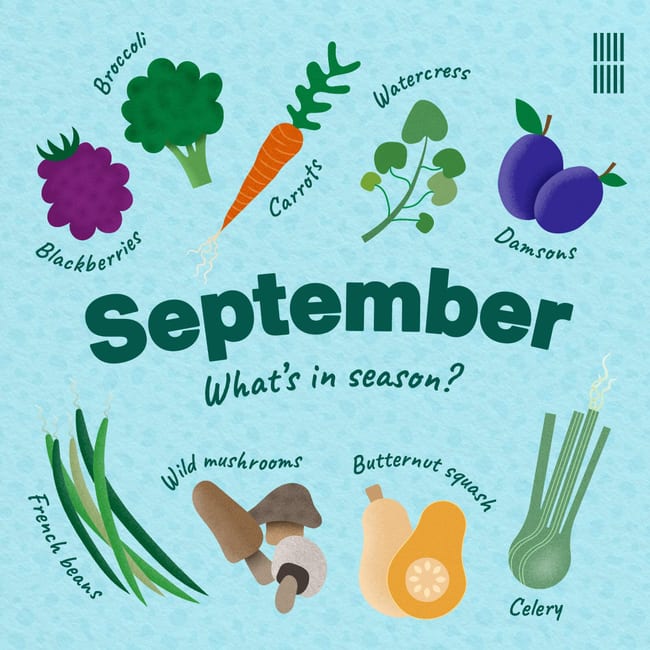 A designed social card showcasing what fruit and vegetables are in season for September. In the centre are the words 'September. What's in season?'. Surrounding the text there are illustrations of blackberries, broccoli, carrots, watercress, damsons, celery, butternut squash, wild mushrooms, french beans.