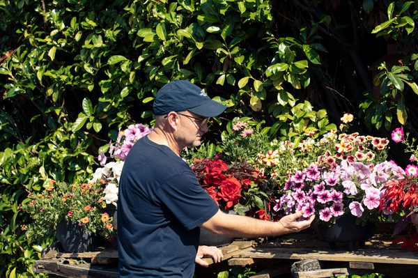 A man in his 50s stand outside in the sun. He's wearing navy t-shirt and cap. He faces away from the camera and is tending to bright pink and red flowers.