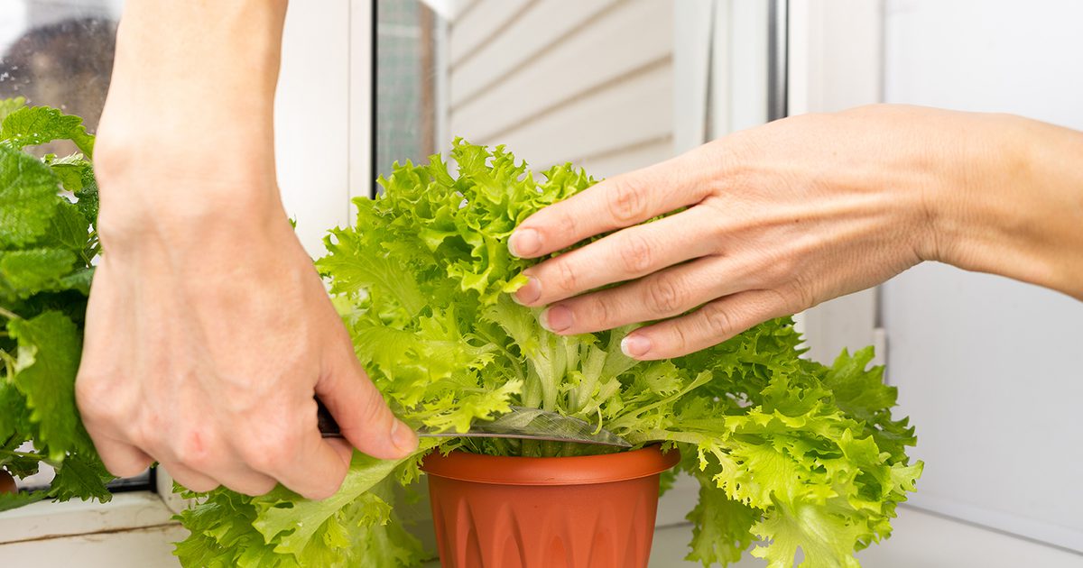 Do Plants Produce Their Own Food: Unveiling Nature’s Secret