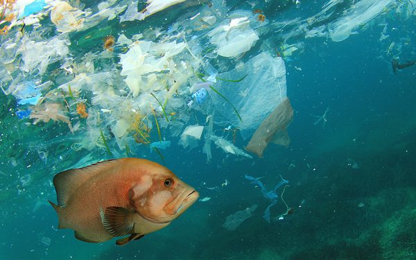 An image of an orange fish swimming in the ocean that is polluted by plastic
